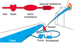 Arterial pulse wave modelling and analysis for vascular age studies: a review from VascAgeNet