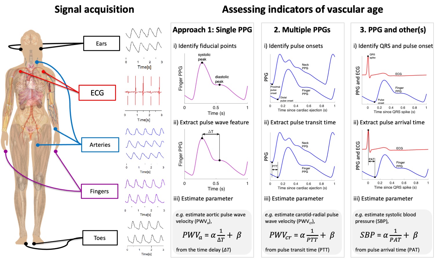 ../_images/assessing-vasc-age.jpg