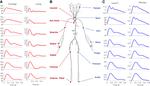 Modeling arterial pulse waves in healthy aging: a database for in silico evaluation of hemodynamics and pulse wave indexes